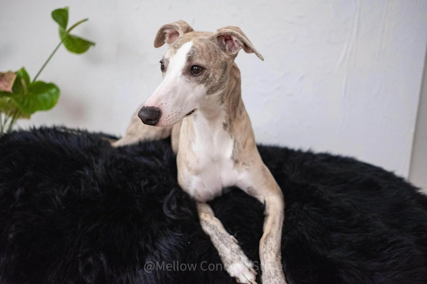 Oval Sheepskin⢠Luxury Pet Bed